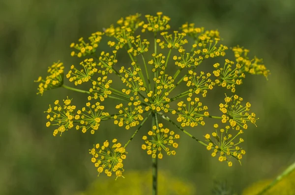 La flor del eneldo verde (Anethum graveolens) crece en el campo agrícola . —  Fotos de Stock