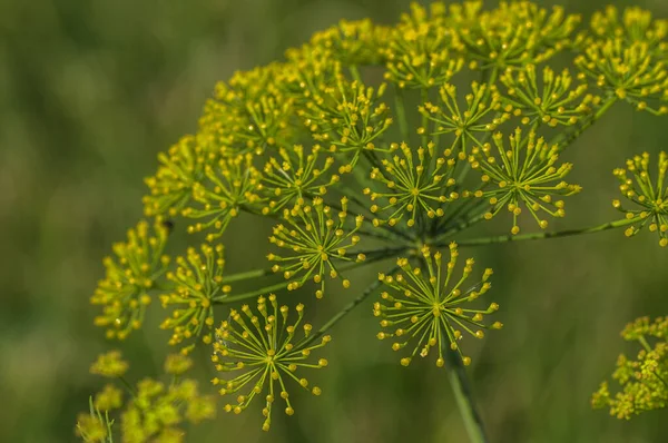 Blume von grünem Dill (Anethum graveolens) wächst auf landwirtschaftlichem Feld. — Stockfoto