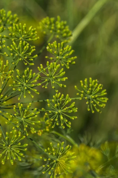 Цветок зеленого укропа (Anethum graveolens) растет на сельскохозяйственном поле . — стоковое фото