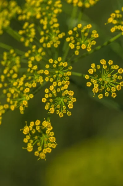 Blume von grünem Dill (Anethum graveolens) wächst auf landwirtschaftlichem Feld. — Stockfoto