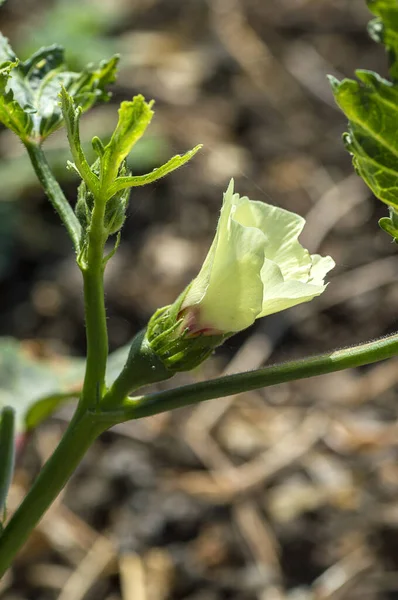 Nuori Okra kasvi (Lady Finger) maatilalla — kuvapankkivalokuva