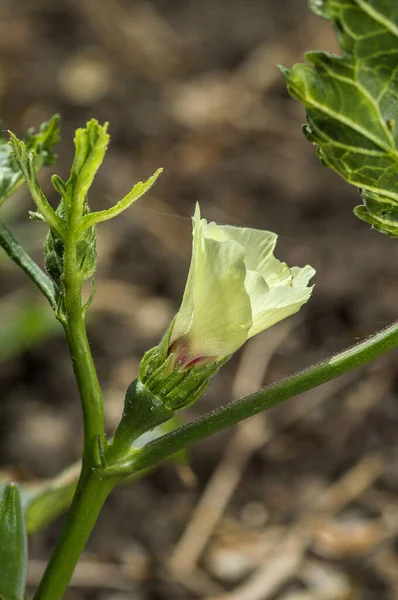 Nuori Okra kasvi (Lady Finger) maatilalla — kuvapankkivalokuva