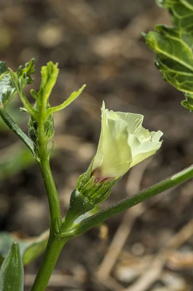 Nuori Okra kasvi (Lady Finger) maatilalla — kuvapankkivalokuva