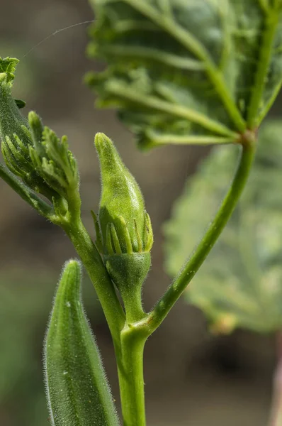 Young Okra Plant (Lady Finger) at farm field