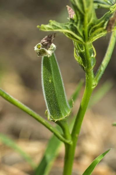 Young Okra Plant (Lady Finger) at farm field