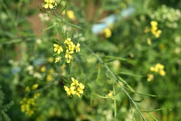 Mustard flowers blooming on plant at farm field with pods. close up.