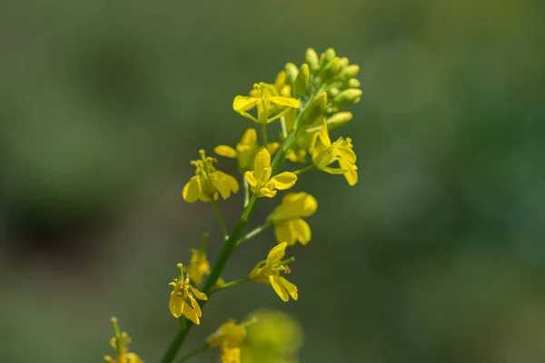Senapsblommor blommar på växt på bondgård med skida. närbild. — Stockfoto