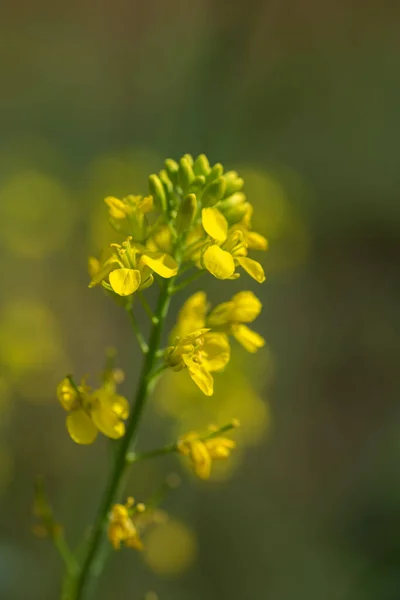 Senfblüten blühen auf einem Feld mit Schoten. Nahaufnahme. — Stockfoto