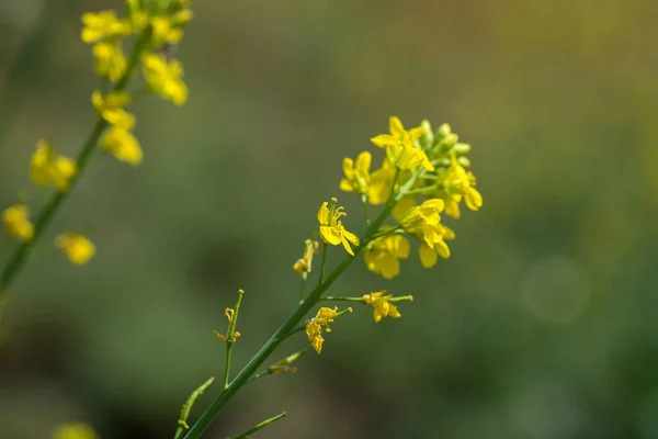 ポッドで農場の畑で植物に咲くマスタードの花。閉めて. — ストック写真