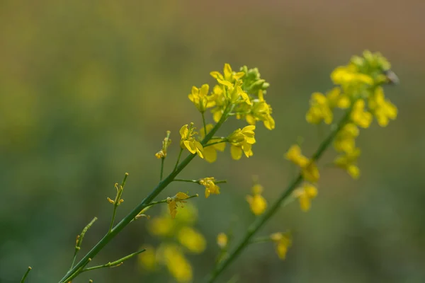 Flores de mostaza floreciendo en la planta en el campo de la granja con vainas. de cerca . —  Fotos de Stock