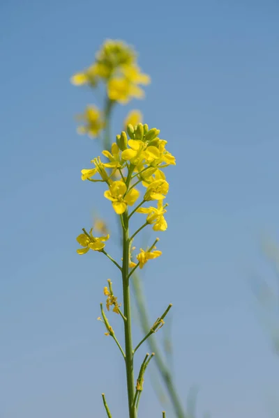 Flores de mostaza floreciendo en la planta en el campo de la granja con vainas. de cerca . —  Fotos de Stock