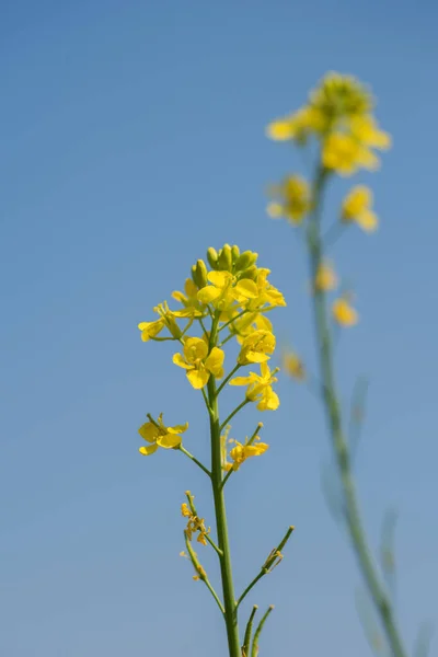 Fiori di senape che fioriscono su impianto a campo di fattoria con baccelli. vicino . — Foto Stock