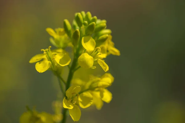 Mustard flowers blooming on plant at farm field with pods. close up. — Stock Photo, Image