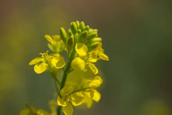 Λουλούδια μουστάρδας ανθίζουν στο φυτό στο αγρόκτημα τομέα με λοβό. Κλείσιμο. — Φωτογραφία Αρχείου
