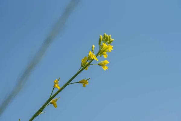Fleurs de moutarde fleurissant sur la plante au champ agricole avec des gousses. gros plan . — Photo