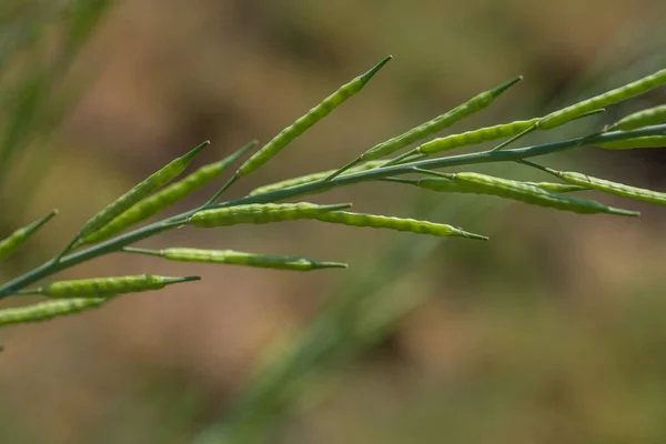 Groene mosterdpeulen op het landbouwbedrijf. — Stockfoto