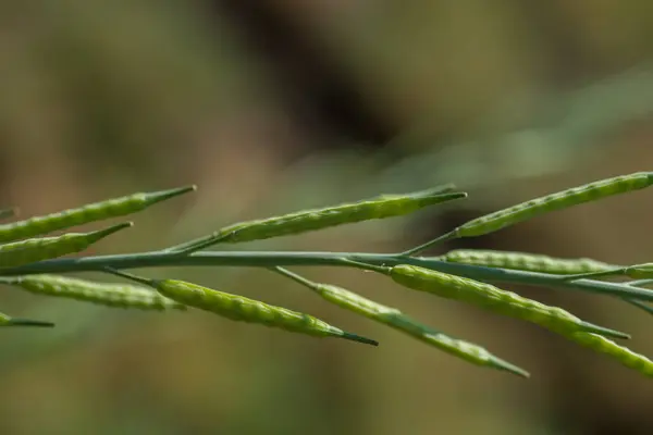 Groene mosterdpeulen op het landbouwbedrijf. — Stockfoto