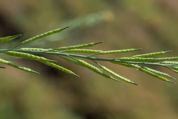 Groene mosterdpeulen op het landbouwbedrijf. — Stockfoto