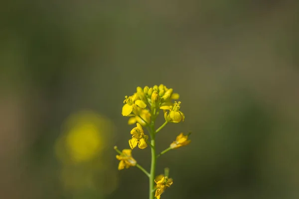 Hořčičné květy kvetoucí na poli s lusky. zavřít. — Stock fotografie