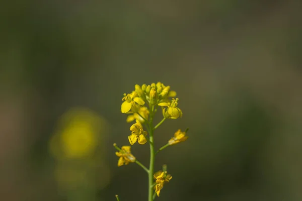 ポッドで農場の畑で植物に咲くマスタードの花。閉めて. — ストック写真