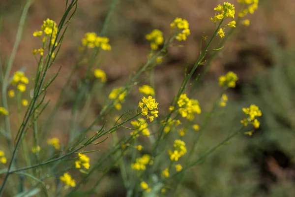 ポッドで農場の畑で植物に咲くマスタードの花。閉めて. — ストック写真