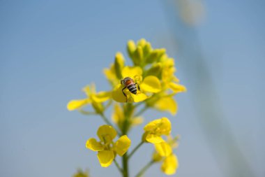 Çiftlik arazisindeki kapsüllerle birlikte çiçek açan hardal çiçekleri. Kapat..