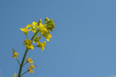 Çiftlik arazisindeki kapsüllerle birlikte çiçek açan hardal çiçekleri. Kapat..
