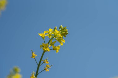 Çiftlik arazisindeki kapsüllerle birlikte çiçek açan hardal çiçekleri. Kapat..