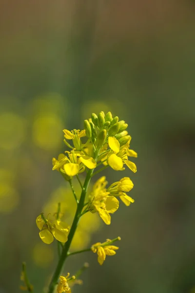 ポッドで農場の畑で植物に咲くマスタードの花。閉めて. — ストック写真