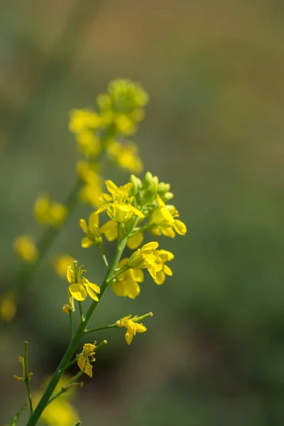 Flores de mostaza floreciendo en la planta en el campo de la granja con vainas. de cerca . —  Fotos de Stock