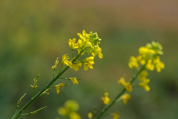 Flores de mostaza floreciendo en la planta en el campo de la granja con vainas. de cerca . —  Fotos de Stock