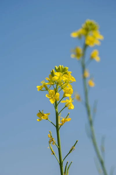 Flores de mostarda florescendo na planta no campo de fazenda com vagens. de perto . — Fotografia de Stock