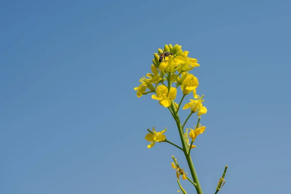 Flores de mostarda florescendo na planta no campo de fazenda com vagens. de perto . — Fotografia de Stock