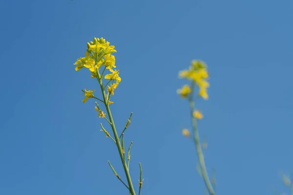 Flores de mostarda florescendo na planta no campo de fazenda com vagens. de perto . — Fotografia de Stock