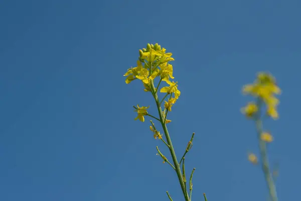 Flores de mostarda florescendo na planta no campo de fazenda com vagens. de perto . — Fotografia de Stock