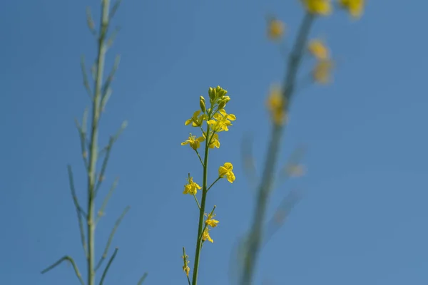 Flores de mostarda florescendo na planta no campo de fazenda com vagens. de perto . — Fotografia de Stock