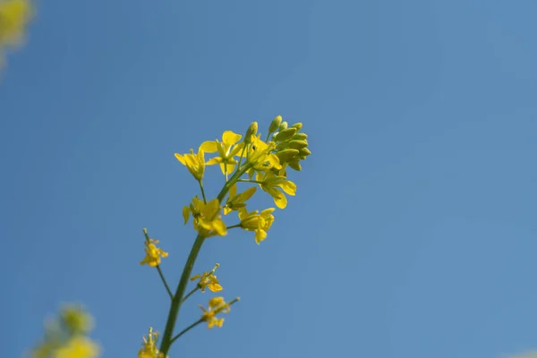 Flores de mostarda florescendo na planta no campo de fazenda com vagens. de perto . — Fotografia de Stock