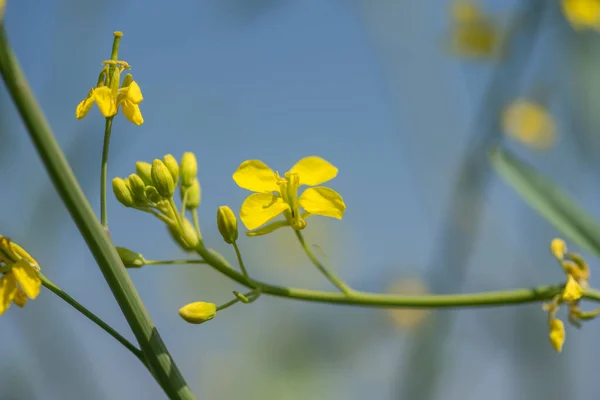 Mustard flowers blooming on plant at farm field with pods. close up. — Stock Photo, Image