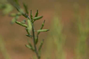 Tarım tarlasında yetişen yeşil hardal tohumları..