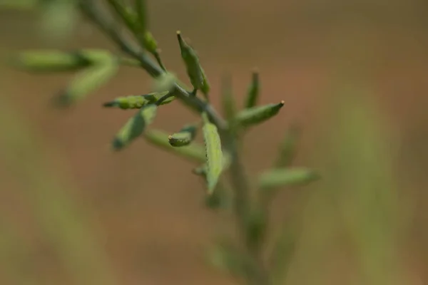 Gröna senapskapslar som växer på jordbruksföretaget. — Stockfoto