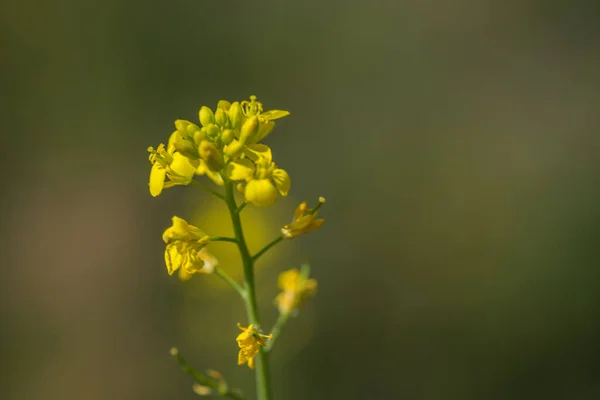 Горчичные цветы цветут на растении на фермерском поле с капсулами. close up . — стоковое фото