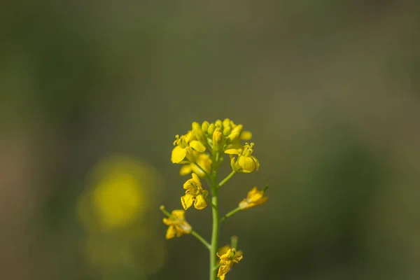 ポッドで農場の畑で植物に咲くマスタードの花。閉めて. — ストック写真