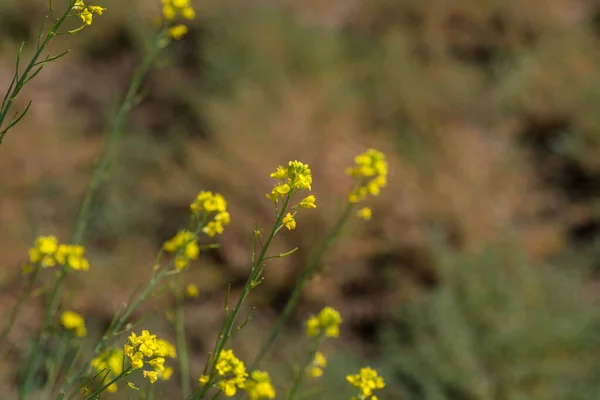 Mustard flowers blooming on plant at farm field with pods. close up. — Stock Photo, Image