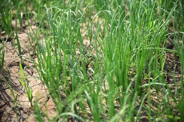 Молодые зеленые луковичные растения на фермерском поле, сельскохозяйственное поле . — стоковое фото