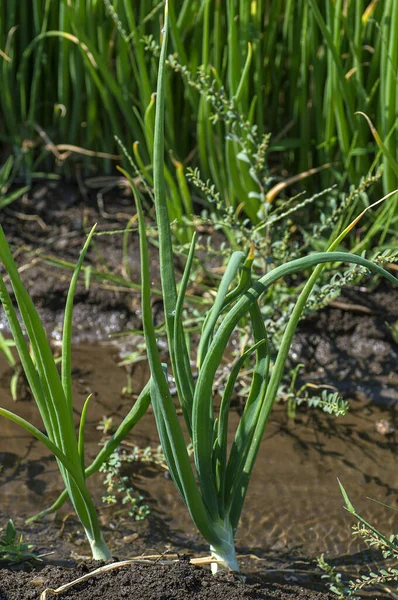 Green young Onion plants at a farm field, Agriculture field.