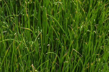 Bir tarım tarlasında yeşil soğan bitkileri, tarım tarlası.