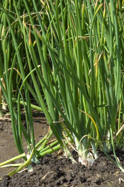 Bir tarım tarlasında yeşil soğan bitkileri, tarım tarlası.