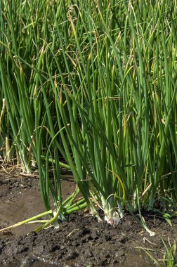 Bir tarım tarlasında yeşil soğan bitkileri, tarım tarlası.