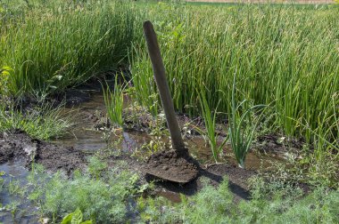 Bir tarım tarlasında yeşil soğan bitkileri, tarım tarlası.