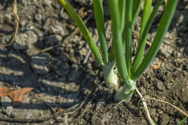 Jeunes plants d'oignon vert dans un champ agricole, Champ agricole . — Photo